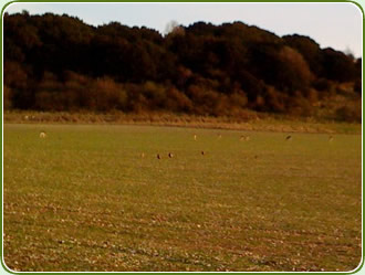 These are not cattle, pheasants or small humans - they are deer!