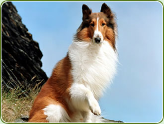 The real Lassie - do they all like the smell of human crotch?